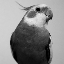 グレースケールとは?モノクロ、白黒との違いと印刷時の注意点